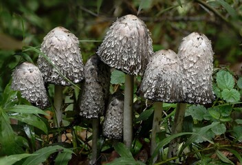 beautiful gifts of the autumn forest