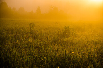 Fototapeta na wymiar Thick mystical fog over a green forest. Juicy grass.