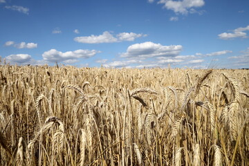 field of wheat