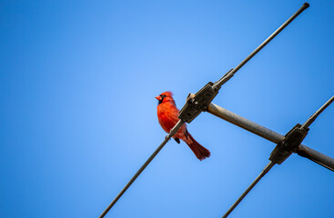 A red male cardinal resting on a tv antenna with a blue sky background - 383090206