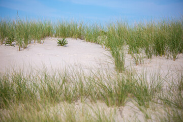 Grass and plants growing from sand dunes with blue sky 
