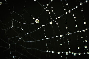 a macro of a beautiful spiders net in front of a black background with sparkling raindrops