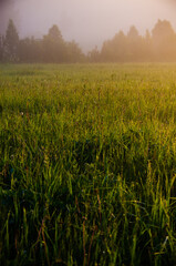 Thick mystical fog over a green forest. Juicy grass.