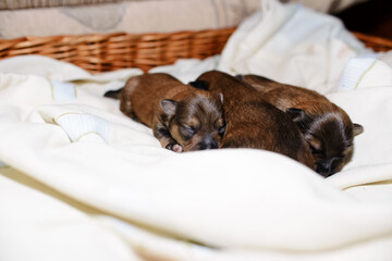Newborn puppies sleep in bed. Close-up. Yorkshire Terrier kids