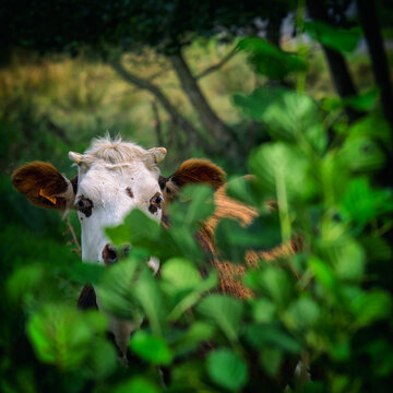 Vache normande