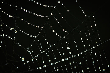 a macro of a beautiful spiders net in front of a black background with sparkling raindrops