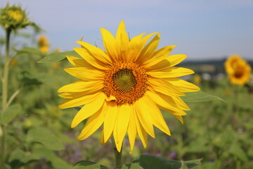 Sonnenblume