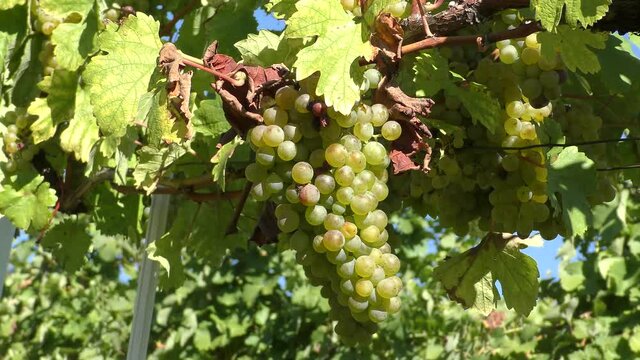 White wine grape in vineyard