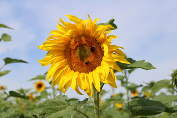 Sonneblume mit Bienen
