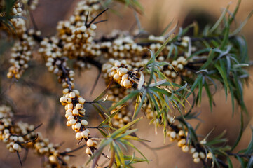 Sea buckthorn branches with plenty of berry harvest. Harvesting sea buckthorn on a sunny day.