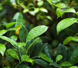 Rain drop on the top of green leaves in the garden and spring