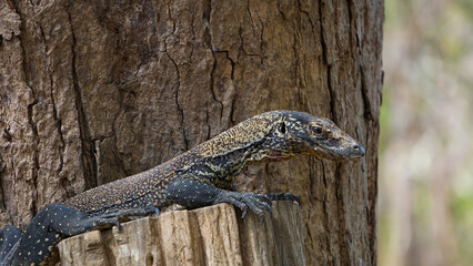 Baby Komodo Dragon in Komodo National Park