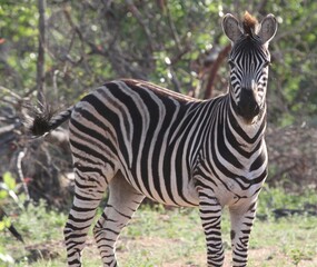 Fototapeta na wymiar Zebra, seitlich frontale Ansicht 