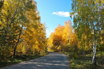 Indian summer - an asphalt path in a city park among trees with bright yellow and orange foliage. Autumn background.