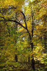 Fototapeta na wymiar dense autumn forest with trees with yellow foliage