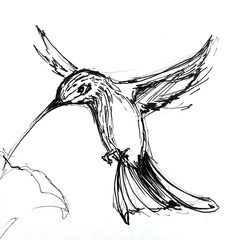 hand drawing ink illustration of flying hummingbird