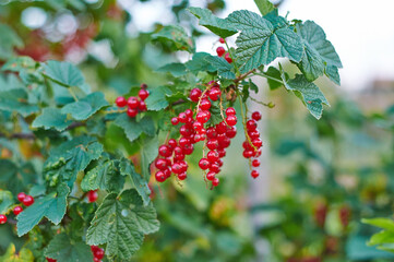red currant bush