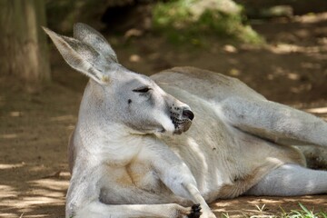 Chillendes Känguru 