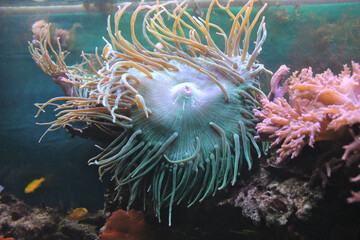 Anemone