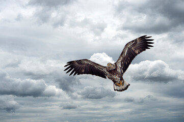 Immature (third year) Bald Eagle (Gatineau, Que.) flying through the clouds. 