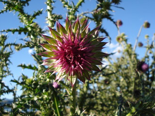 Cardo en flor en Costa Lago Nahuel Huapi Patagonia Argentina en día soleado cielo celeste