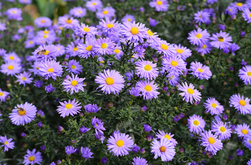 A close-up on a beautiful blooming dwarf pink alpine aster with daisy-shaped flowers  forming a low clump or hedge in autumn. - obrazy, fototapety, plakaty