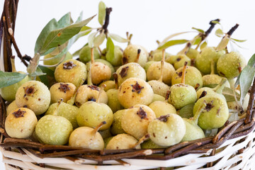 organic stone pear that grows in high mountains