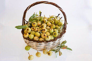 organic stone pear that grows in high mountains