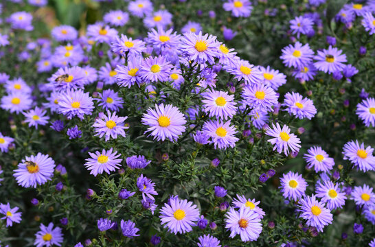 A close-up on a beautiful blooming dwarf pink alpine aster with daisy-shaped flowers  forming a low clump or hedge in autumn.