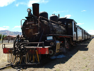Trochita Patagónica en Sur Patagonia Esquel Chubut Argentina