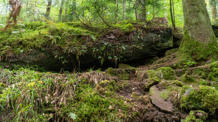 vermooster Wald