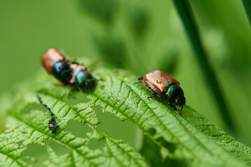 Gartenlaubkäfer (Phyllopertha horticola)	