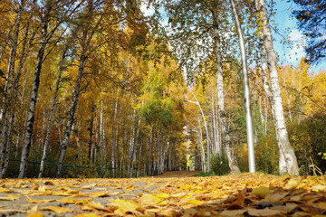 Indian summer in a birch grove. Fallen yellow birch leaves on the asphalt in the park close-up. Autumn background.