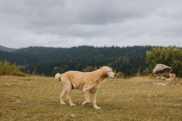 Fototapeta premium dog walking in the mountains