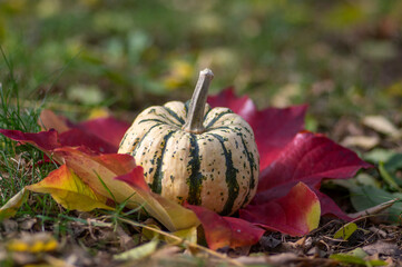 Pumpkin sweet dumpling, beautiful green white cream squash on bright red colorful autumnal leaves...