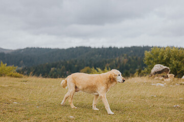 Obraz na płótnie Canvas dog walking in the mountains