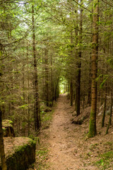 geheimer Weg durch den Wald