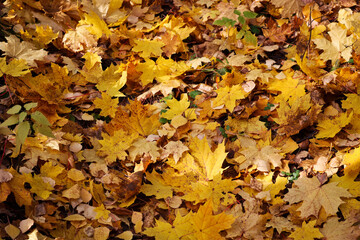 Autumn textured background - fallen yellow maple leaves. Indian summer.
