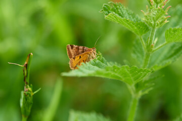 Obraz premium Braune Tageule (Euclidia glyphica) 