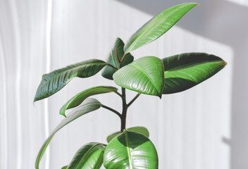 Modern houseplants. Ficus Elastica Burgundy or Rubber Plant. Minimal creative home decoration. easy to care plants. direct sunlight. hipster interior decor.