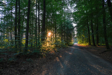 Obraz premium Walking towards the sun in Saxon Switzerland