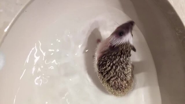 Vertical video of a domestic African Pygmy Hedgehog swimming on a white bathroom sink before taking a bath