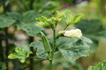 green okra flower and new born on garden
