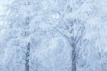 Trees covered in snow at park