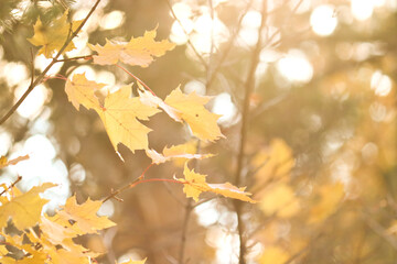 Beautiful autumn background in pastel colors - yellow leaves of the sugar maple in the backlight in the autumn forest. Indian summer.