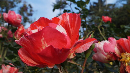 Rosas