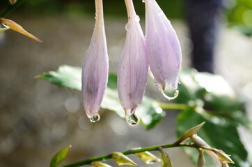 Closeup of pink flower with water drops