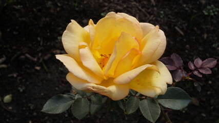 Rosa Amarilla 