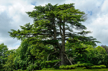 In a park in the southwest of France, a gigantic cedar tree occupies the center of the picture. The lowest branches crawl at ground level.