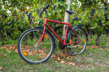 Fototapeta na wymiar Rotes Fahrrad an einem Weinberg